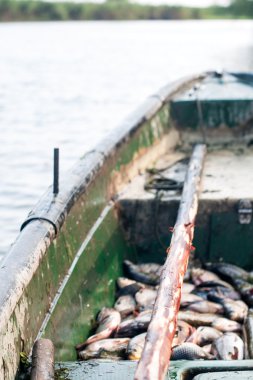 yakalanan balık ile eski tekne