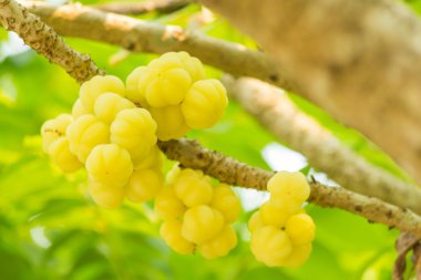 ağaç üzerinde yıldız bektaşi üzümü