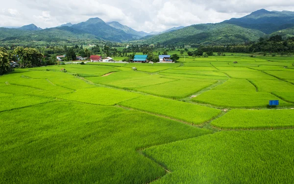 Groene rijstvelden Stockfoto