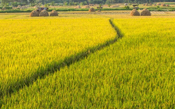 Gouden rijst veld Rechtenvrije Stockfoto's