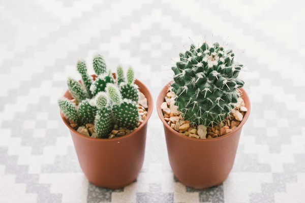 Cactus in een pot Stockfoto