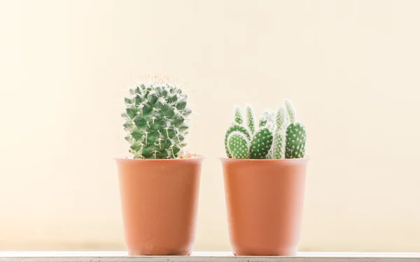 Cactus in een pot Rechtenvrije Stockafbeeldingen