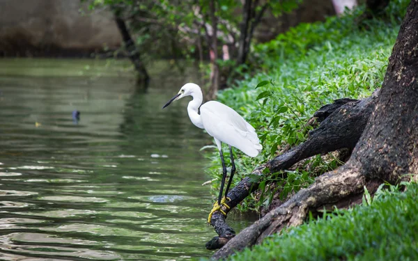 White Egret in the wild — Stock Photo, Image