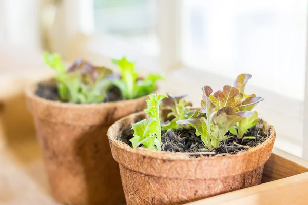 Plant potten met salade Rechtenvrije Stockfoto's