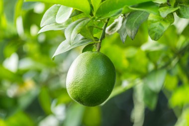 taze limon meyve