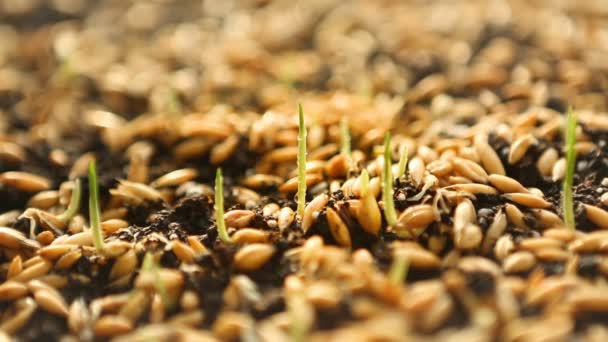 Зелёные ростки пшеницы, диета из сырой пищи, выращивание — стоковое видео