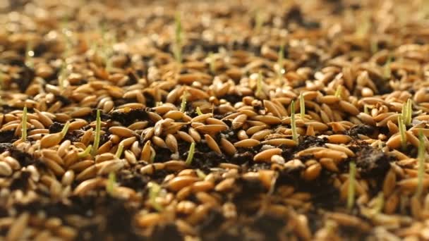 Brotes verdes de trigo, una dieta de alimentos crudos, Crecimiento — Vídeo de stock