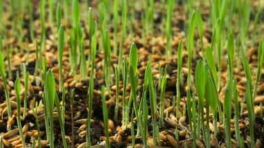 Buğday yeşil filizlenir, büyüyen bir çiğ gıda diyet