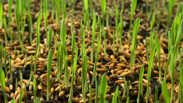 Buğday yeşil filizlenir, büyüyen bir çiğ gıda diyet — Stok video