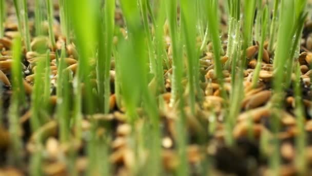 Wheat Green Sprouts, a Raw Food Diet, Growing — Stock Video