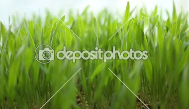 Buğday yeşil filizlenir, büyüyen bir çiğ gıda diyet