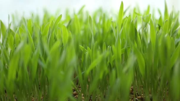 Brotes verdes de trigo, una dieta de alimentos crudos, Crecimiento — Vídeo de stock