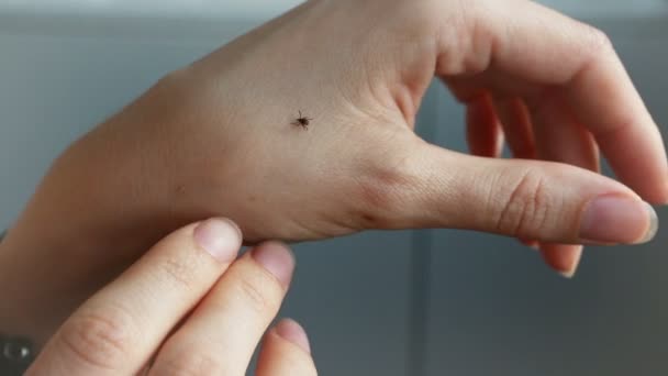 Tick crawling on human Skin — Stock Video