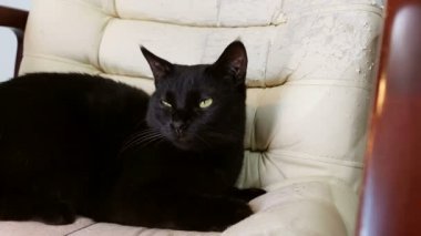 Kedi mobilya (pençeleri keskinleştirme) bir çizik sandalyede oturuyor. Crannied ofis patron koltuğu (koltuk). Eski döşeme büyüdü. Restorasyon