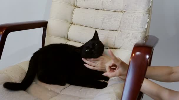 Katze zerkratzt Möbel (Krallen schärfen). gedrehter Bürochef-Stuhl (Sessel). Ausgewachsene alte Polster. Restaurierung — Stockvideo