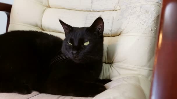 Gato sentado en una silla rayada, muebles (garras de afilado). Silla Crannied Office Boss (sillón). Tapicería vieja crecida. Restauración — Vídeo de stock