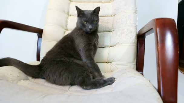 Gato sentado en una silla rayada, muebles (garras de afilado). Silla Crannied Office Boss (sillón). Tapicería vieja crecida. Restauración — Vídeo de stock