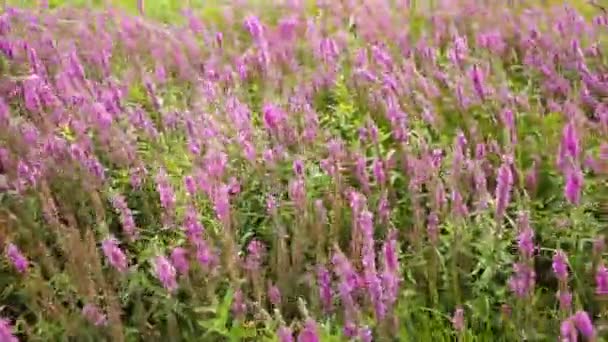 Flores silvestres, pradera de primavera con flores. Estepa ucraniana con flores moradas — Vídeo de stock