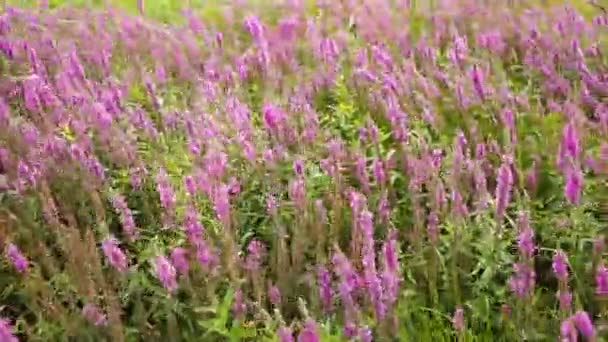 Wildflowers, Spring meadow with flowers. Ukrainian steppe with purple flowers — Stock Video © anahatavoice.gmail.com #120761886