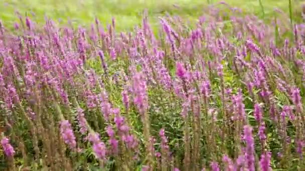 野生の花の花と春の牧草地。紫色の花とウクライナの草原 — ストック動画