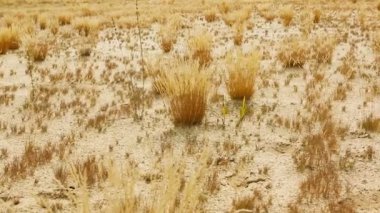 Sandy çöl. Güzel sakin manzara Sandy bozkır