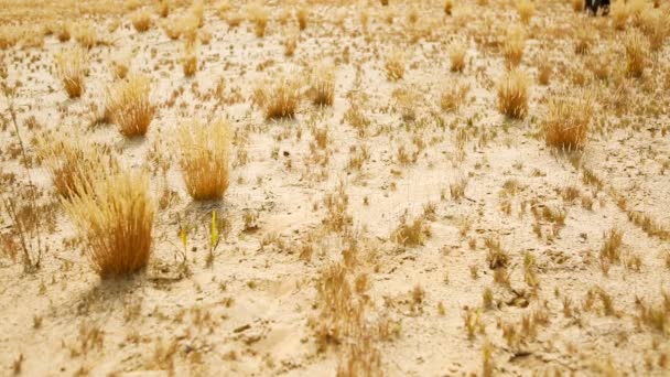 Стильная красивая женщина в черном кожаном платье, идущая по песчаному пустыню — стоковое видео