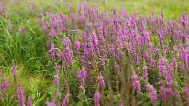 Wildblumen, Frühlingswiese mit Blumen. Ukrainische Steppe mit lila Blüten — Stockvideo