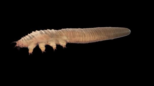 Demodex Folliculorum yakın çekim izole. Demodicosis. Alfa kanalı bulunur — Stok video