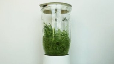 Wheat Green Seeds in blender (mixer), a Raw Food Diet. Healthy Vegetarian Food concept: Germination of Wheat at home, Growing. Blender Mixing.