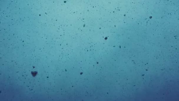 Sněžení. Spousta sněhových vloček letí proti modré mlze. — Stock video