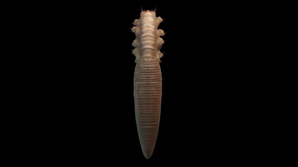 Demodex Folliculorum gros plan isolé. Démodicose. Canal alpha inclus 