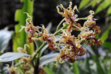 Atipik orkide çiçeği