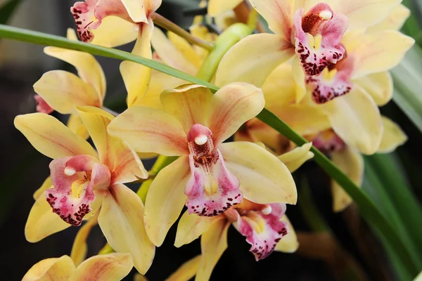 Blossom of yellow orchid — Stock Photo, Image