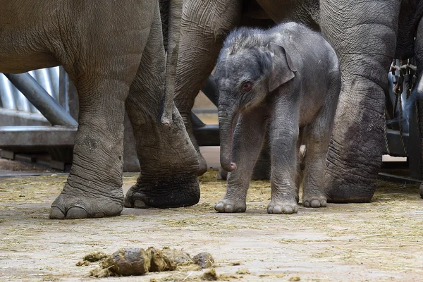 Kleine Aziatische olifant baby — Stockfoto
