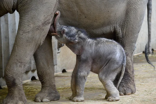 Kleine Aziatische olifant baby — Stockfoto