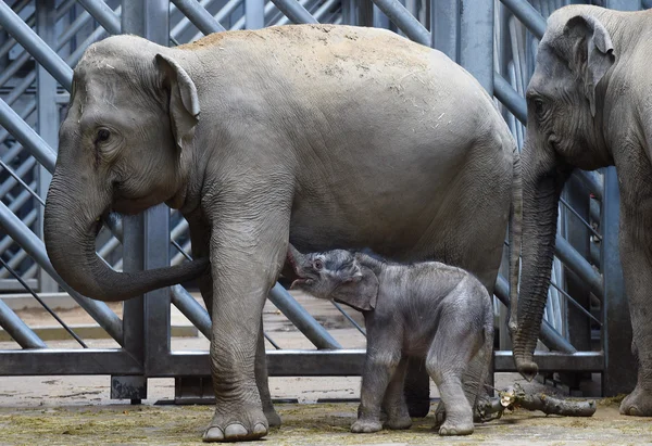 Kleine Aziatische olifant baby — Stockfoto