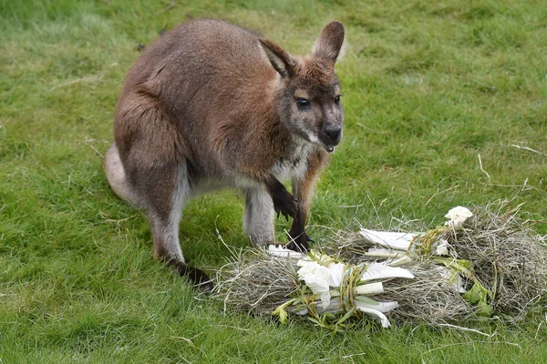 Wallaby de cuello rojo — Foto de Stock