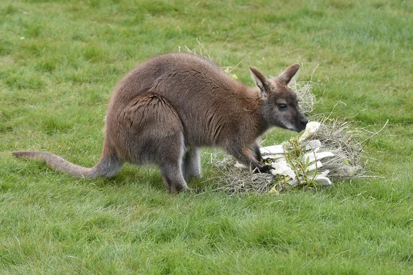 Kızıl enseli wallaby — Stok fotoğraf