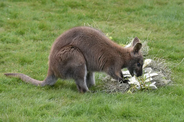 Kızıl enseli wallaby — Stok fotoğraf