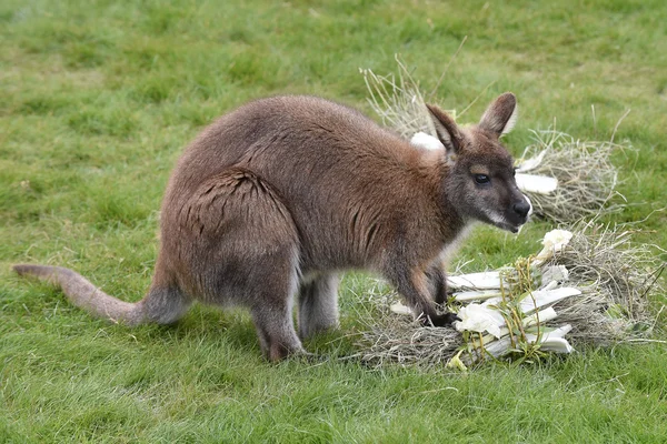 Wallaby de cuello rojo — Foto de Stock