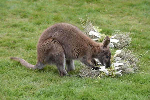 Kızıl enseli wallaby — Stok fotoğraf