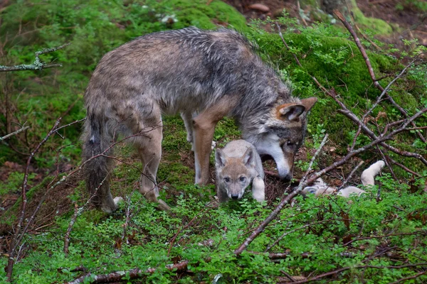 A két fiatal pups szürke Farkas — Stock Fotó