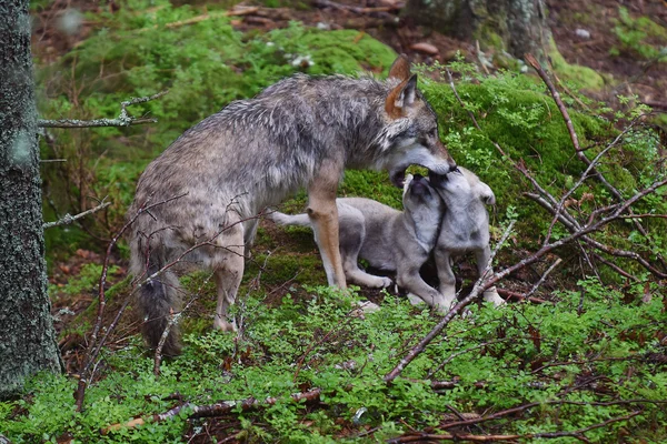 Lobo gris con dos cachorros jóvenes — Foto de Stock