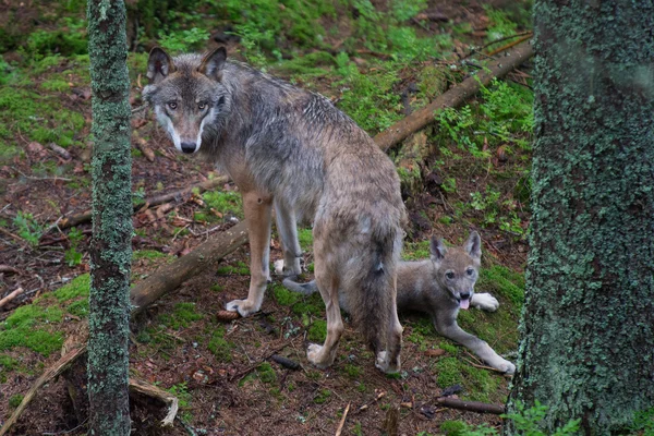 Gray wolf with young pup