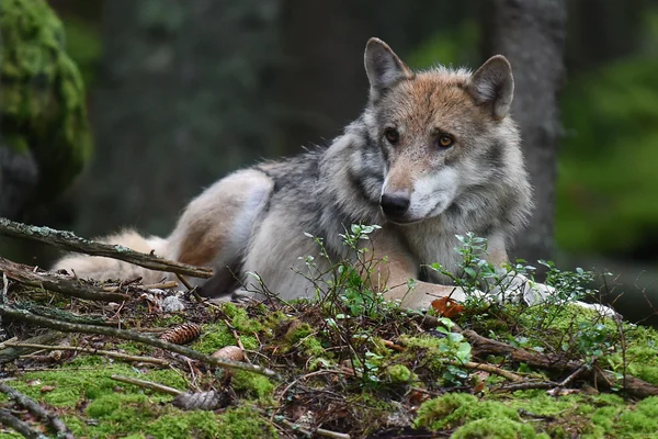 Gray wolf in the forest