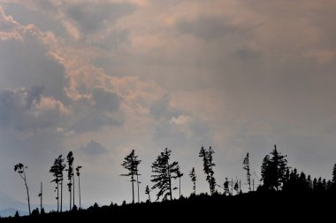 Storm damaged landscape in High Tatras