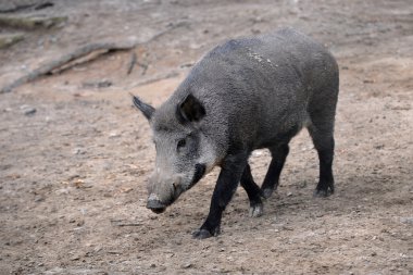 bir ormandaki yaban domuzu