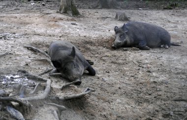 Yaban domuzları ormanda