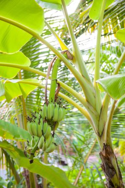 Yeşil taze muz ağacı üzerinde