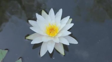 Güzel beyaz su lily çiçek